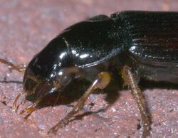 Harpalus P1300645a.jpg