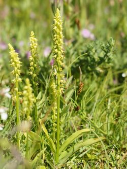 spires of small flowers among grass