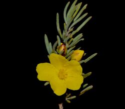 Hibbertia hemignosta.jpg