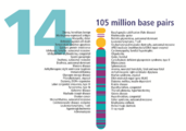 Human chromosome 14 from Gene Gateway - with label.png