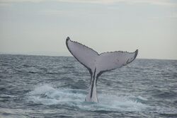 Humpback whale fluke (2).jpg