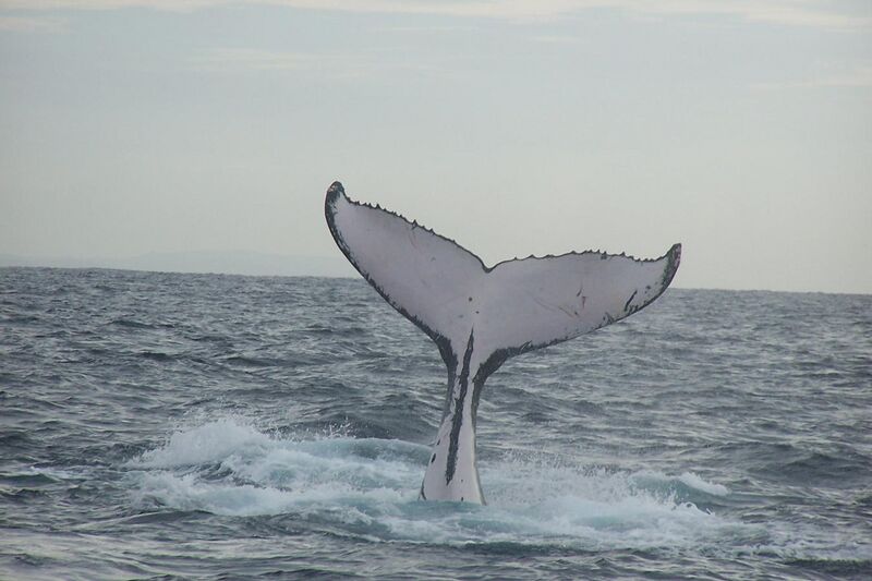 File:Humpback whale fluke (2).jpg