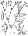 Hypericum gymnanthum BB-1913.png