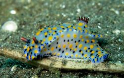 Hypselodoris kanga.jpg