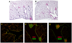 Histology slides of induced BALT in mice