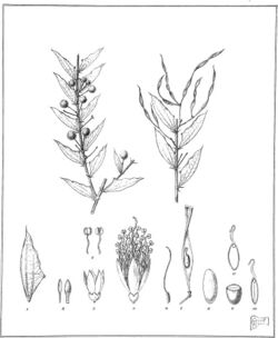Iconography of Australian species of Acacia and cognate genera (1887) (20769210952).jpg