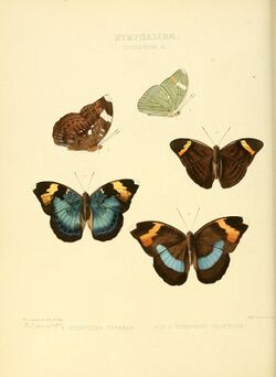 Illustrations of new species of exotic butterflies Euryphene II.jpg
