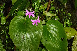 Impatiens scapiflora 2023-07-31 16-56-10.jpg