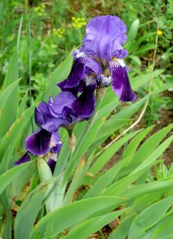 Iris aphylla Orchi 145.jpg