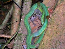 green snake on a tree from above