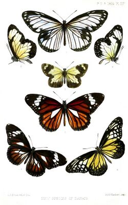 Lepidoptera2ButlerPZSL1866.jpg