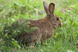 Lepus americanus 5459 cropped.jpg