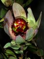 Leucadendron tinctum 1DS-II 3-5482.jpg