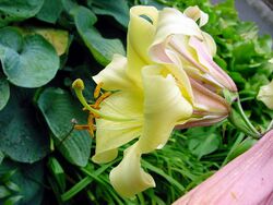 Lilium x aurelianense1MTFL.jpg