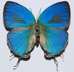 Lycaenid Butterfly (Evenus floralia) (8419084895).jpg