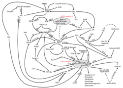 MTOR-pathway-v1.7.svg