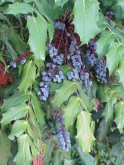 Mahonia bealei0.jpg