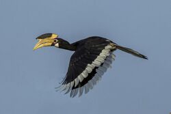 Malabar pied hornbill (Anthracoceros coronatus) female in flight.jpg