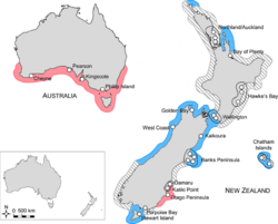 Map-of-distribution-of-Eudyptula-penguins-Blue-and-red-colours-indicate.png