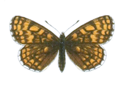 Melitaea centralasiae - Seitz.png