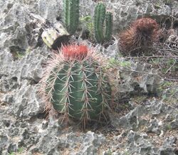 Melocactus caroli-linnaei.jpg