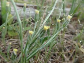 Millotia tenuifolia 54216621.jpg