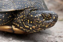 Closeup of the head and neck of turtle