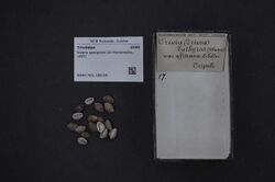 Naturalis Biodiversity Center - RMNH.MOL.188196 - Niveria spongicola (Di Monterosato, 1923) - Triviidae - Mollusc shell.jpeg