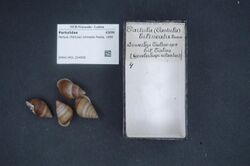 Naturalis Biodiversity Center - RMNH.MOL.264998 - Partula (Partula) bilineata Pease, 1866 - Partulidae - Mollusc shell.jpeg