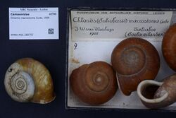 Naturalis Biodiversity Center - RMNH.MOL.288755 - Chloritis macrostoma Gude, 1906 - Camaenidae - Mollusc shell.jpeg