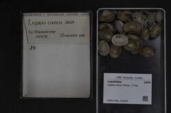 Naturalis Biodiversity Center - RMNH.MOL.329287 - Lepeta caeca (Müller, 1776) - Lepetidae - Mollusc shell.jpeg