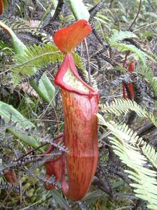 Nepenthes New Guinea5.jpg
