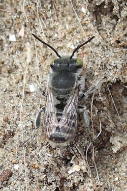 Noordwijk - Zilveren fluitje (Megachile leachella).jpg