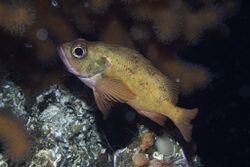 Norway Redfish Sebastes viviparus.jpg