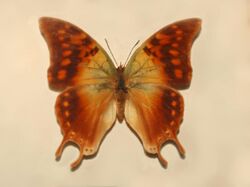 Nymphalidae - Charaxes candiope.JPG