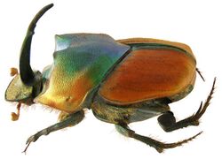 Onthophagus pactolus Fabricius, 1787 male (4067973975).jpg
