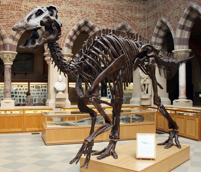 File:Oxford Edmontosaurus.jpg