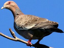 Patagioenas picazuro-perching.jpg