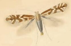 Phyllonorycter viminetorum.JPG