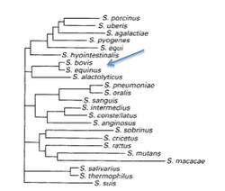 Phylogeny of Streptococcus equinus.png