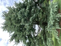 Pinus strobiformis at the New York Botanical Garden.jpg