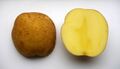 Potato cv Toya.jpg
