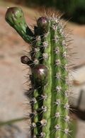 Praecereus euchlorus (F.A.C.Weber) N.P.Taylor.jpg