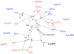 Proposed LAP-A active site.png