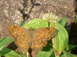 Pseudocoladenia dan of Nayikayam Thattu.jpg