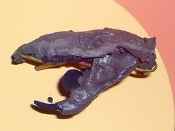 Ptilodus gracilis.jpg
