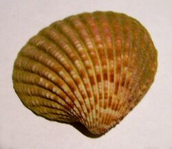 Purpurocardia purpurata (outside).jpg