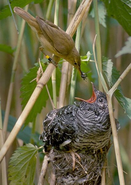 File:Reed warbler cuckoo.jpg