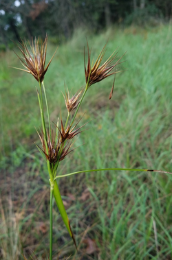 Rhynchospora macrostachya.png