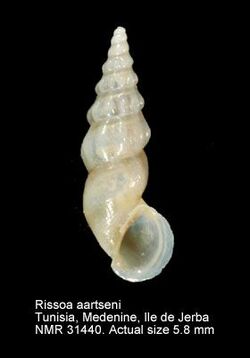 A museum specimen of the shell of Rissoa aartseni